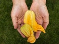 Yellow zucchini flowers lie in the female palms against the background Royalty Free Stock Photo