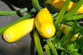 Yellow zucchini on a bed in the vegetable garden close-up