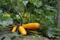 Yellow zucchini growing in garden.