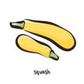 Yellow zucchini icon in cartoon flat style with outline. Squash isolated on black background. Vector. Royalty Free Stock Photo