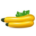 Yellow zucchini with leaf. Isolated on white background. Realistic vector illustration.