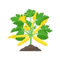 Yellow Zucchini plant with beautiful Squash blossoms isolated on white background. Vector botanical illustration of