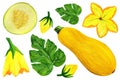 Whole yellow zucchini with slices, flowers, leaves and buds on isolated white background.