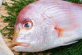 Yellowback seabream Royalty Free Stock Photo