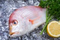 Yellowback seabream Royalty Free Stock Photo