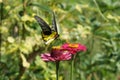 Yellow black butterfly watching flowers an