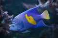 Yellowband angelfish Pomacanthus maculosus Royalty Free Stock Photo