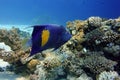 Yellowband  angelfish  Pomacanthus maculosus, also known as the halfmoon angelfish Royalty Free Stock Photo