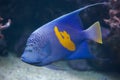 Yellowband angelfish (Pomacanthus maculosus). Royalty Free Stock Photo