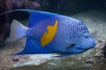 Yellowband angelfish (Pomacanthus maculosus). Royalty Free Stock Photo