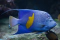 Yellowband angelfish Pomacanthus maculosus Royalty Free Stock Photo