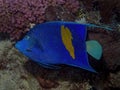 A Yellowbar Angelfish Pomacanthus maculosus in the Red Sea Royalty Free Stock Photo