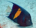 A Yellowbar Angelfish Pomacanthus maculosus in the Red Sea Royalty Free Stock Photo