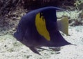 A Yellowbar Angelfish Pomacanthus maculosus in the Red Sea Royalty Free Stock Photo