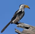 Yellowbilled Hornbill - Botswana Royalty Free Stock Photo