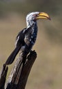 Yellowbilled Hornbill - Botswana Royalty Free Stock Photo