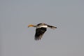 Yellowbilled hornbill is fly, etosha nationalpark, namibia Royalty Free Stock Photo