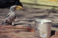 Yellowbilled hornbill, Tockus flavirostris Royalty Free Stock Photo