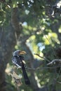 Yellowbilled hornbill, Tockus flavirostris Royalty Free Stock Photo