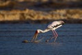 Yellowbilled Stork hunting.