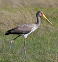 Juvenile Yellow-billed Stork - Botswana Royalty Free Stock Photo