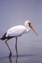 Yellowbilled Stork