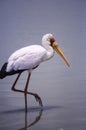 Yellowbilled Stork