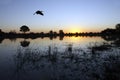 Yellowbilled Stork - Okavango Delta