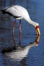 Yellowbilled Stork - Okavango Delta - Botswana Royalty Free Stock Photo