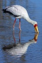 Yellowbilled Stork - Okavango Delta - Botswana Royalty Free Stock Photo