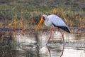 Yellowbilled Stork - Okavango Delta - Botswana Royalty Free Stock Photo