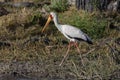 Yellowbilled Stork - Okavango Delta - Botswana Royalty Free Stock Photo