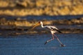 Yellowbilled Stork running. Royalty Free Stock Photo