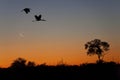 Yellowbilled Storks - Okavango Delta Royalty Free Stock Photo