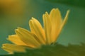 Yellowdaisy Royalty Free Stock Photo