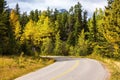 Yellowed aspen beside the road