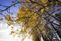yellowed birch leaves