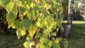 Yellowed birch leaves swaying in the wind, autumn Sunny day