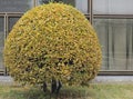 Yellowed bush Royalty Free Stock Photo