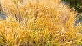 Yellowed cattail or reed on the lake close-up top view. Autumn background with yellowed grass texture with copy space. Yellow