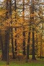 dry leaves of trees in a bright autumn forest Royalty Free Stock Photo
