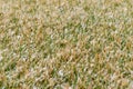 Yellowed grass after spring frost and snow. Lawn care and rescue