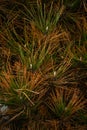 yellowed and green needles on pine branches Royalty Free Stock Photo