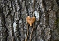 Yellowed ivy leaf on tree trunk. Heart shape