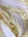 Yellowed large leaves of Beijing cabbage. Macro shot.