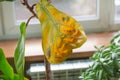 A yellowed leaf of a lyre-shaped ficus. Plant disease care and treatment concept.Ficus lyrata plant by close-up