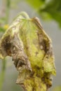 Yellowed leaf of a plant due to a cold snap