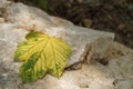 Yellowed leaf