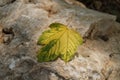 Yellowed leaf
