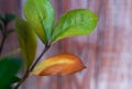 Yellowed leaf of zamiokulkos. Improper care of houseplants. Selective focus